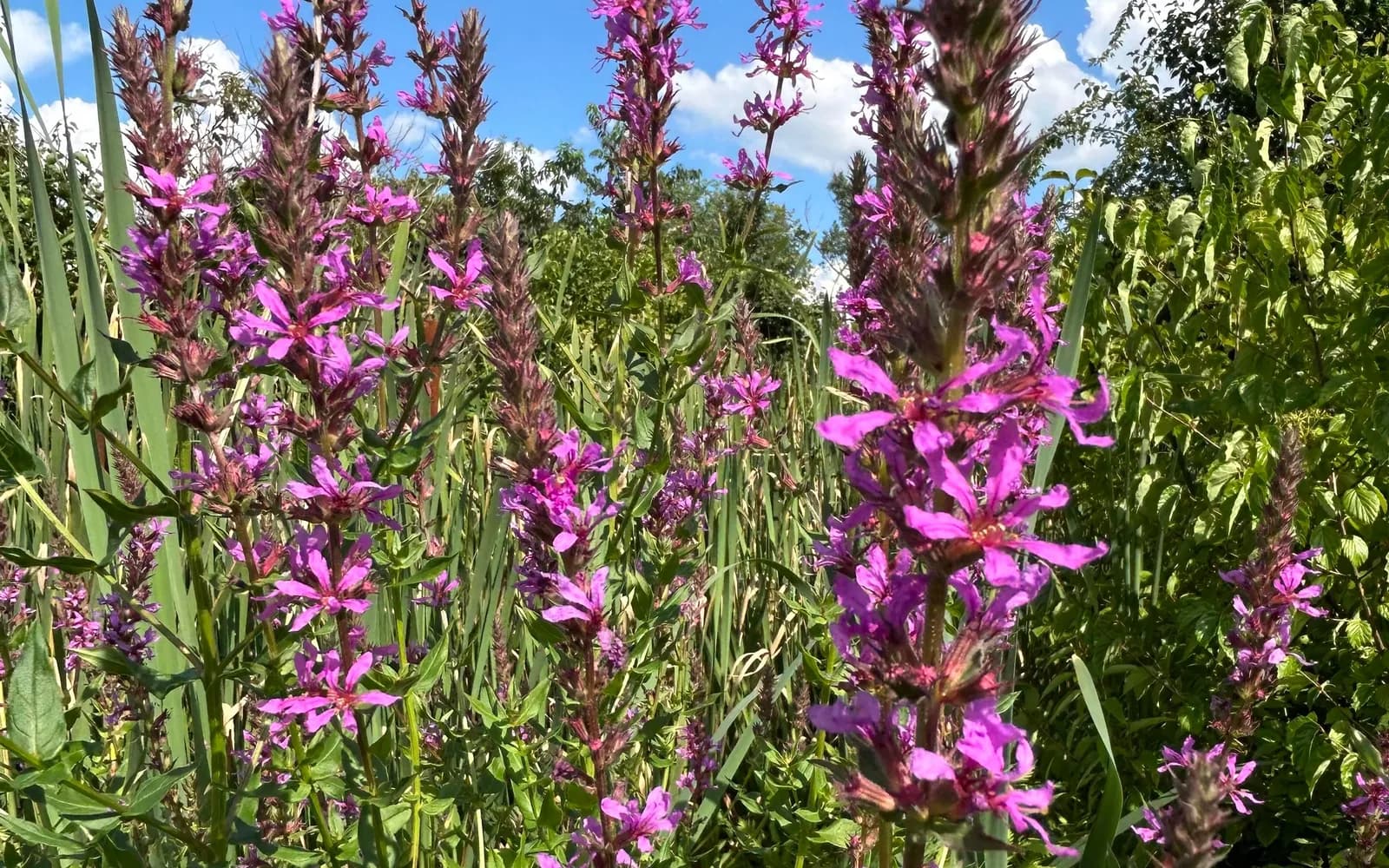 Tall purple wildflowers in bloom against an open blue sky