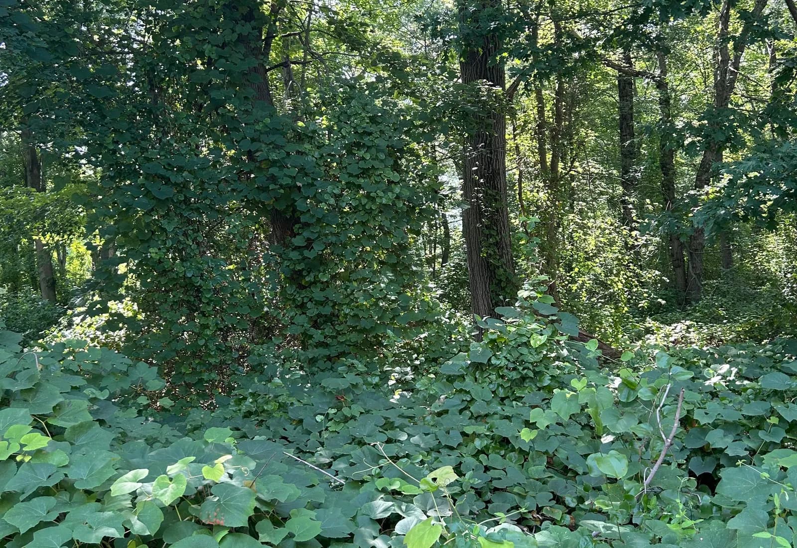 A quiet path through green woodland