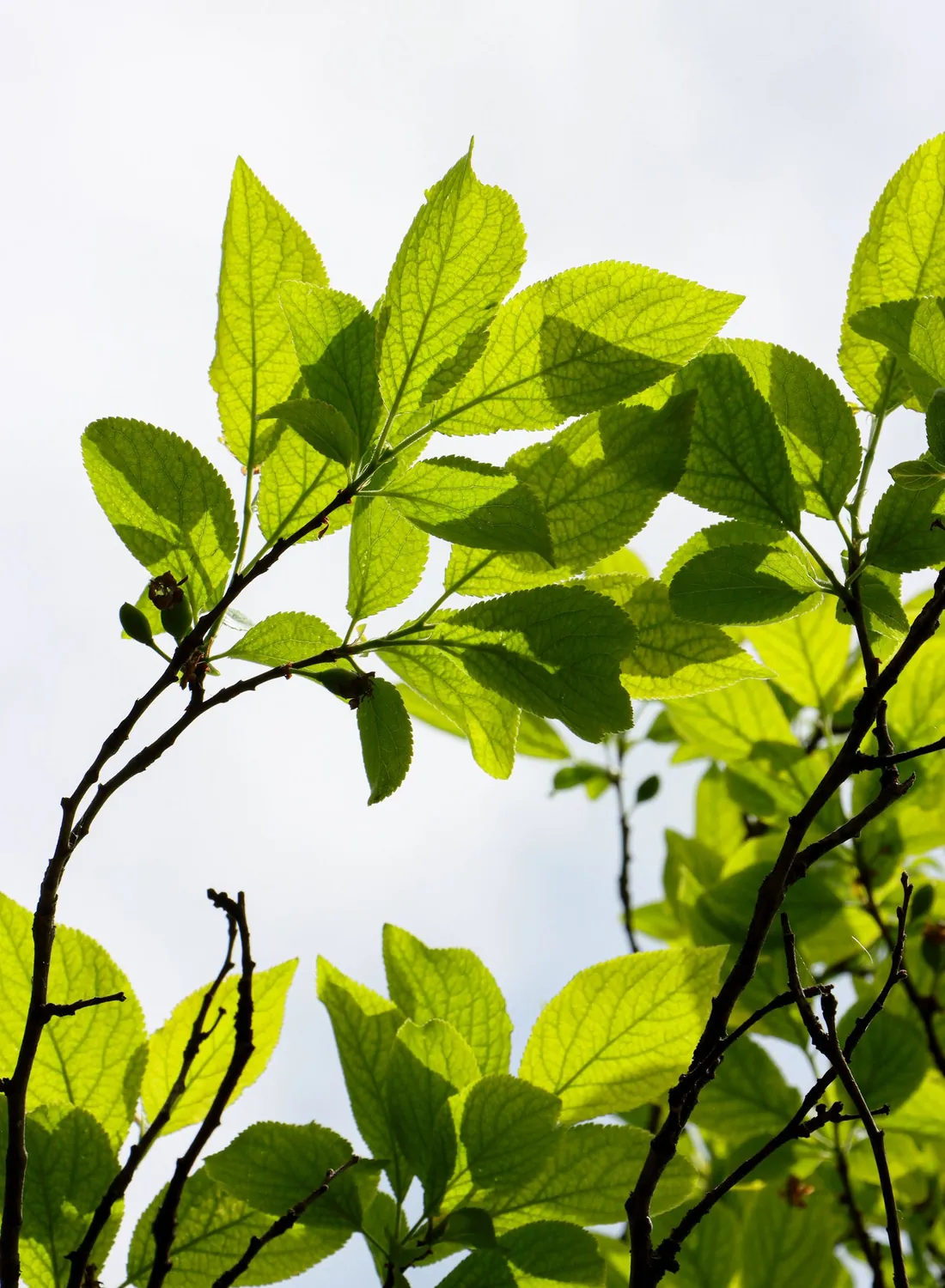 Fresh green leaves against soft open sky