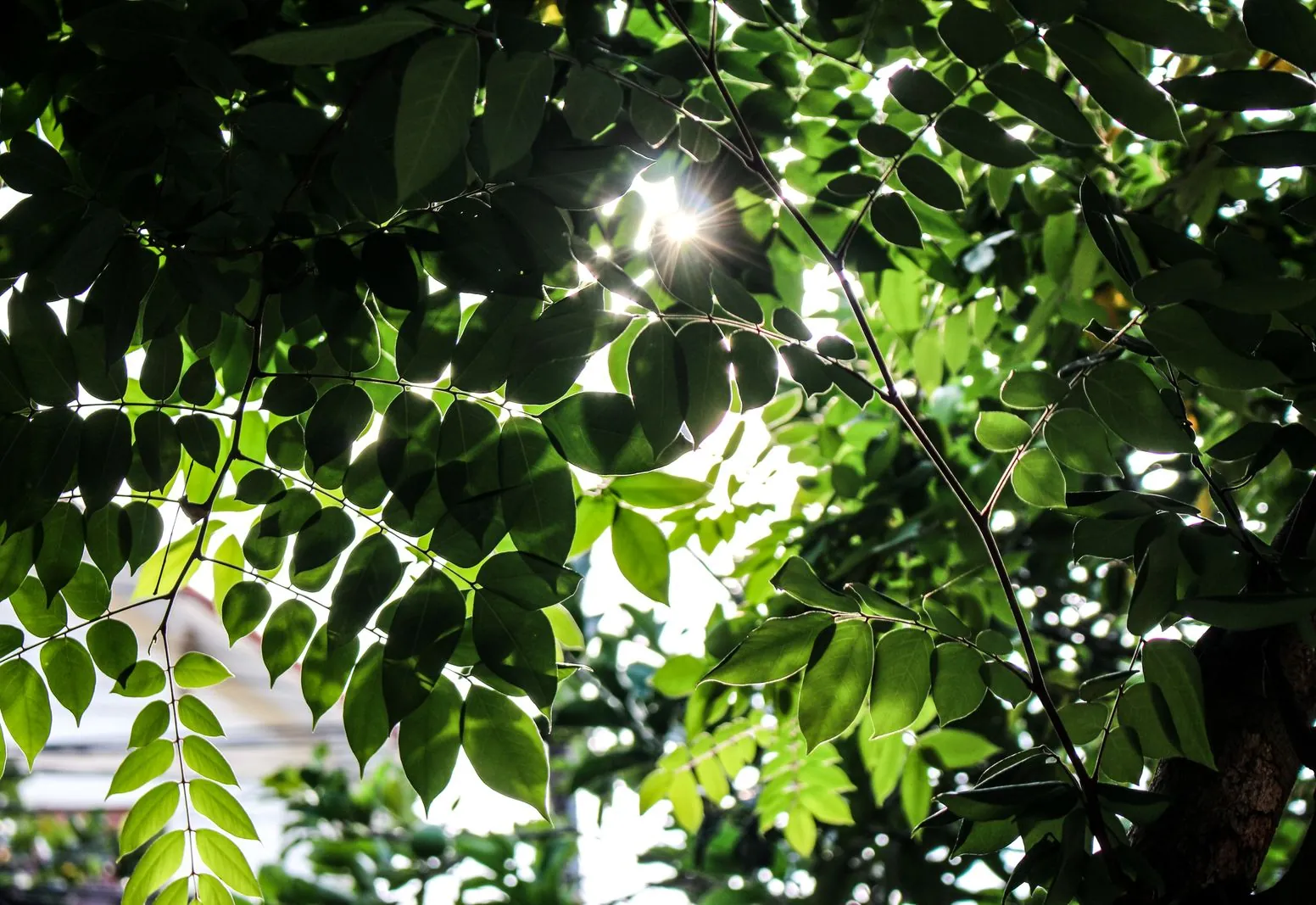Sunlight filtering through layered green leaves