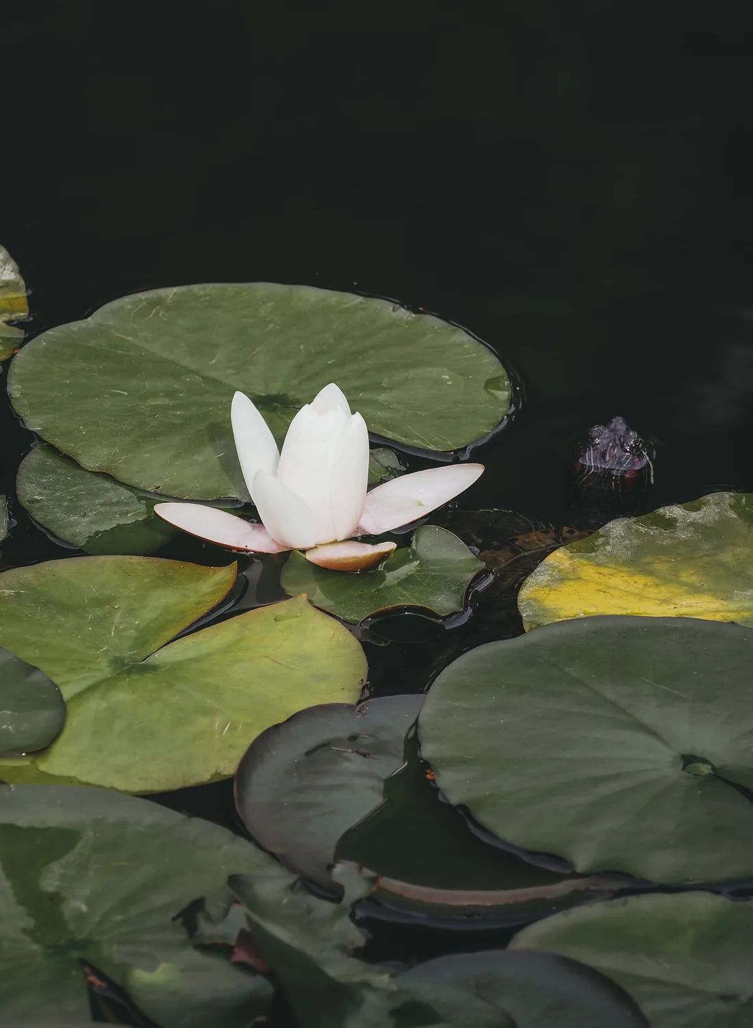 A single white lily resting on dark, still water
