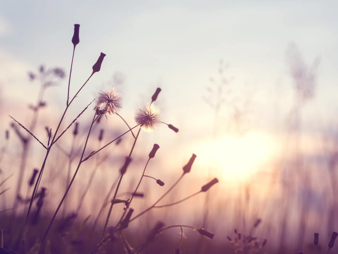 Delicate seed heads glowing in the soft light of sunrise