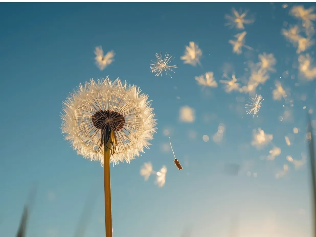 Dandelion seeds drifting across a clear blue sky