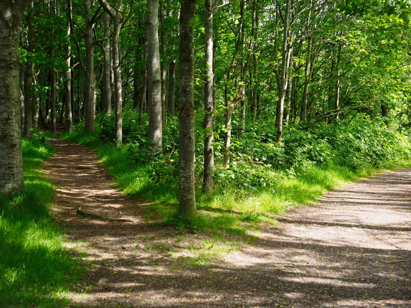 Two sunlit paths dividing beneath a canopy of green woodland
